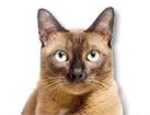 Burmese Cat for dog ecards