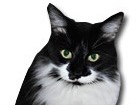 Black and White Medium Hair Cat for dog ecards