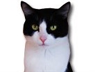 Tuxedo Cat for dog ecards