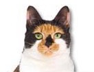 Calico Cat for dog ecards