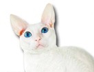 Cornish Rex Cat for dog ecards