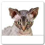 Devon Rex Cat for dog ecards