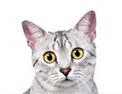 Egyptian Mau Cat for dog ecards