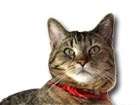 European Cat for dog ecards