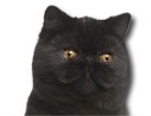 Exotic Shorthair Cat for dog ecards