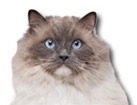 Ragdoll Cat for dog ecards