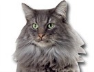Norwegian Forest Cat for dog ecards