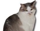 Grey and White Long Hair Cat for dog ecards