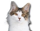 Harlequin Maine Coon Cat for dog ecards