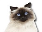 Himalayan Cat for dog ecards