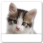 Kitten for dog ecards