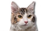 Kurilian Bobtail Cat for dog ecards