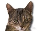 Brown Mackarel Tabby Cat for dog ecards