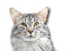 Maine Coon Cat for dog ecards
