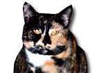 Tortie Japanese Bobtail Cat for dog ecards