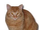 Orange Tabby Cat for dog ecards
