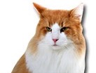 Orange and White Long Hair Cat for dog ecards
