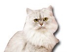 Persian Cat for dog ecards
