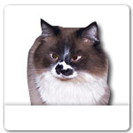 Grey and White Ragdoll Cat for dog ecards