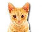 Red Tabby Cat for dog ecards