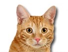 Red Kurilian Cat for dog ecards