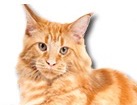 Red Tabby Maine Coon Cat for dog ecards