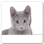 Archangel Blue Cat for dog ecards
