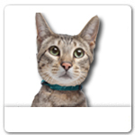 Savannah Cat for dog ecards