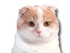 Scottish Fold Cat for dog ecards
