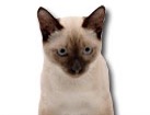 Siamese Cat for dog ecards