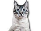Siamese Cross Cat for dog ecards