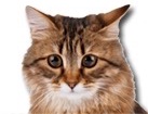 Siberian Cat for dog ecards