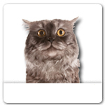 Smoke Persian Cat for dog ecards