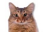 Somali Cat for dog ecards
