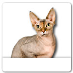 Sphynx Cat for dog ecards