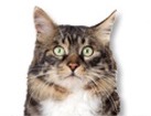 Long Haired Tabby Cat for dog ecards