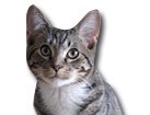 Grey Tabby Cat for dog ecards