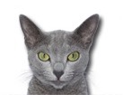 Russian Blue Cat for dog ecards