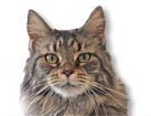 Tabby Maine Coon Cat for dog ecards