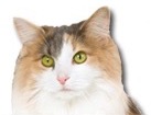 Tortie Norwegian Forest Cat for dog ecards