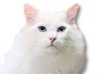 Turkish Angora Cat for dog ecards