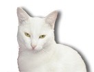 White Short Hair Cat for dog ecards