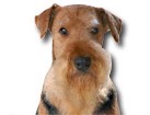 Airedale Terrier for dog ecards