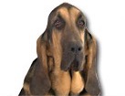 Bloodhound for dog ecards