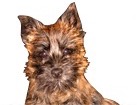 Cairn Terrier for dog ecards