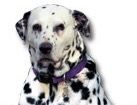 Dalmatian for dog ecards
