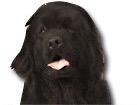 Newfoundland for dog ecards