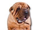 Chinese Shar-Pei for dog ecards