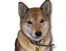 Shiba Inu for dog ecards