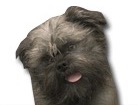 Affenpinscher for dog ecards